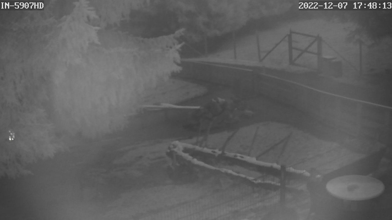 Webcam Wildpark